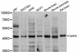 Western blot analysis of extracts of various cell lines, using GRPR antibody. (GRPR anticorps)