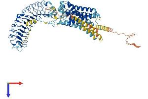 AlphaFold protein structure predicition of Human Recombinant RXFP2 Protein, UniprotID Q8WXD0