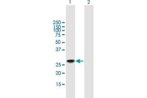 Western Blot analysis of DDIT3 expression in transfected 293T cell line by DDIT3 MaxPab polyclonal antibody. (DDIT3 anticorps  (AA 1-169))