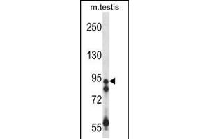 Western blot analysis in mouse testis tissue lysates (35ug/lane). (USP20 anticorps  (AA 310-339))