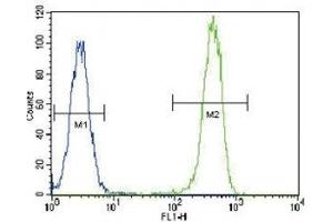 Anti-PCNA antibody flow cytometric analysis of HeLa cells (right histogram) compared to a negative control cell (left histogram). (PCNA anticorps  (AA 89-117))