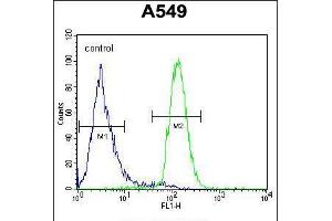 Flow cytometric analysis of A549 cells (right histogram) compared to a negative control cell (left histogram). (LILRA2 anticorps  (AA 55-81))