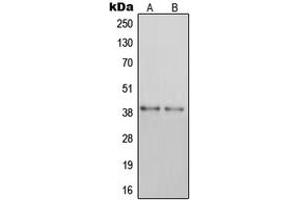 Western blot analysis of GPR105 expression in MDAMB435 (A), HEK293 (B) whole cell lysates.