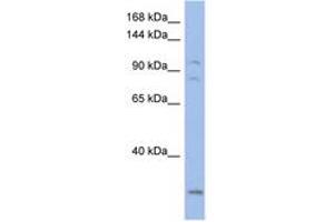 Image no. 1 for anti-Potassium Voltage-Gated Channel, KQT-Like Subfamily, Member 5 (KCNQ5) (AA 575-624) antibody (ABIN6742723)