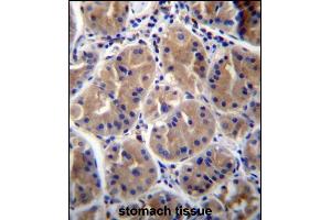 RAB27B Antibody (Center) (ABIN656670 and ABIN2845910) immunohistochemistry analysis in formalin fixed and paraffin embedded human stomach tissue followed by peroxidase conjugation of the secondary antibody and DAB staining. (RAB27B anticorps  (AA 121-150))