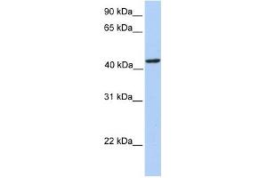PAICS antibody used at 1 ug/ml to detect target protein. (PAICS anticorps  (N-Term))