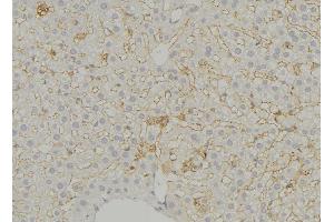 ABIN6279544 at 1/100 staining Mouse liver tissue by IHC-P. (SLC16A11 anticorps  (N-Term))