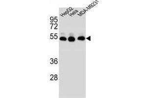 TUBB2B Antibody (N-term) western blot analysis in HepG2,Hela,MDA-MB231 cell line lysates (35 µg/lane).