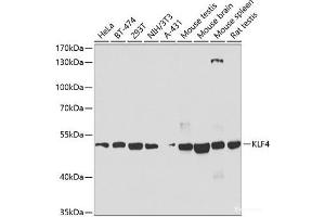 Western blot analysis of extracts of various cell lines using KLF4 Polyclonal Antibody at dilution of 1:1000. (KLF4 anticorps)