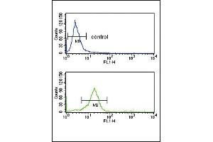 OPRM1 Antibody (Center) (ABIN653074 and ABIN2842674) flow cytometry analysis of K562 cells (bottom histogram) compared to a negative control cell (top histogram).