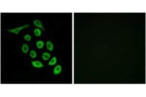 Immunofluorescence analysis of A549 cells, using RPS12 Antibody. (RPS12 anticorps  (AA 83-132))