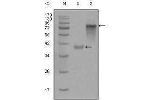 Western Blot showing KRT19 antibody used against truncated KRT19-His recombinant protein (1) and full-length KRT19 (aa1-400)-hIgGFc transfected CHO-K1 cell lysate (2). (Cytokeratin 19 anticorps  (AA 80-400))