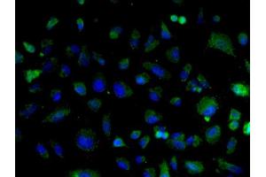 Image provided by One World Lab validation program.