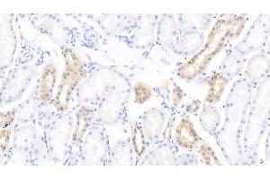 Detection of DEFb1 in Bovine Kidney Tissue using Polyclonal Antibody to Defensin Beta 1 (DEFb1) (beta Defensin 1 anticorps  (AA 2-64))