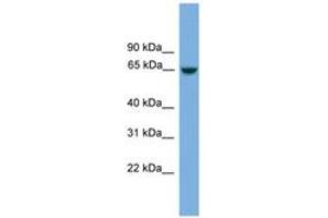 Image no. 1 for anti-Chromosome 8 Open Reading Frame 45 (C8orf45) (AA 431-480) antibody (ABIN6746108) (C8orf45 anticorps  (AA 431-480))