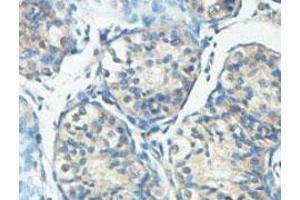Immunohistochemical analysis of paraffin-embedded human fetal testis showing cytoplasmic staining with HERC6 polyclonal antibody  at a 1 : 100 dilution. (HERC6 anticorps  (AA 123-393))
