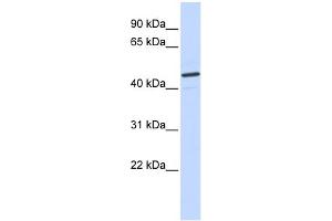 WB Suggested Anti-CATSPER2 Antibody Titration:  0. (CATSPER2 anticorps  (N-Term))