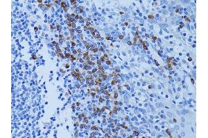Immunohistochemistry of paraffin-embedded human tonsil using ATG7 antibody.
