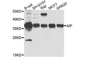 Western blot analysis of extracts of various cell lines, using AIP antibody. (AIP anticorps  (AA 1-330))