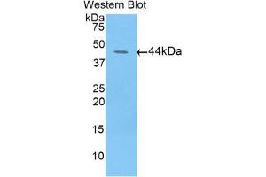Western blot analysis of the recombinant protein.