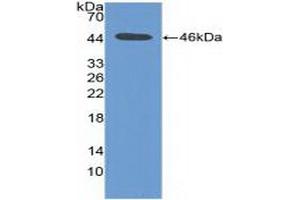 Western blot analysis of recombinant Human PIM1. (PIM1 anticorps  (AA 129-268))