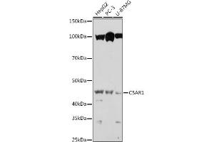 Western blot analysis of extracts of various cell lines, using C5 antibody (ABIN6127535, ABIN6137777, ABIN6137778 and ABIN6219037) at 1:1000 dilution. (C5AR1 anticorps  (AA 250-350))