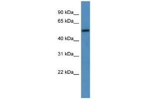 WB Suggested Anti-TM9SF1  Antibody Titration: 0. (TM9SF1 anticorps  (C-Term))