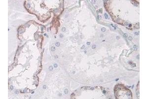 DAB staining on IHC-P; Samples: Human Kidney Tissue (SPARCL1 anticorps  (AA 298-545))