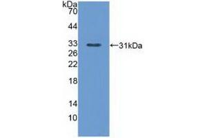 Western Blot; Sample: Recombinant PLCe1, Mouse. (PLCE1 anticorps  (AA 1-250))