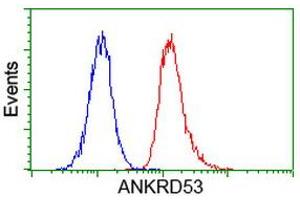 Image no. 5 for anti-Ankyrin Repeat Domain 53 (ANKRD53) (AA 1-300) antibody (ABIN1490721) (ANKRD53 anticorps  (AA 1-300))