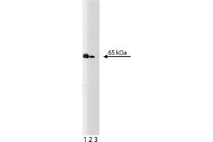 Western Blotting (WB) image for anti-Nuclear Factor-kB p65 (NFkBP65) (AA 136-224) antibody (ABIN968223)