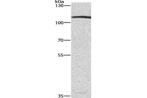 Western blot analysis of Raji cell, using COPB1 Polyclonal Antibody at dilution of 1:350 (COPB1 anticorps)