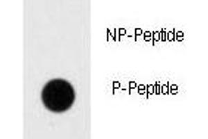 Dot blot analysis of p-Dnmt1 antibody.