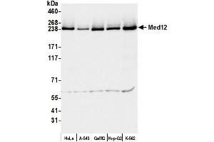 Western Blotting (WB) image for anti-Mediator Complex Subunit 12 (MED12) (C-Term) antibody (ABIN7453548) (MED12 anticorps  (C-Term))