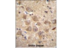 PCDHAC2 Antibody (Center) (ABIN656091 and ABIN2845434) immunohistochemistry analysis in formalin fixed and paraffin embedded human brain tissue followed by peroxidase conjugation of the secondary antibody and DAB staining. (PCDHAC2 anticorps  (AA 616-644))