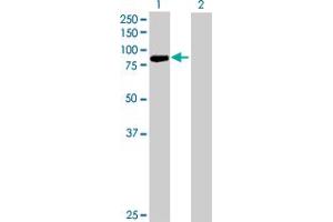 Western Blot analysis of PCDHB13 expression in transfected 293T cell line by PCDHB13 MaxPab polyclonal antibody. (PCDHB13 anticorps  (AA 1-798))