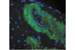 Immunohistochemistry analysis using Mouse Anti-Nitrotyrosine Monoclonal Antibody, Clone 39B6 .