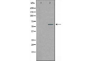 Western blot analysis of extracts from RAW264. (SLC24A4 anticorps  (Internal Region))