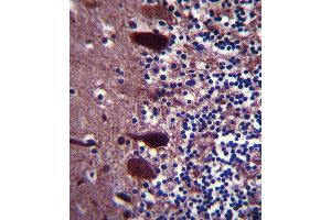 UCHL1 Antibody (C-term) (ABIN388870 and ABIN2839166) immunohistochemistry analysis in formalin fixed and paraffin embedded human pancreas tissue followed by peroxidase conjugation of the secondary antibody and DAB staining. (UCHL1 anticorps  (C-Term))