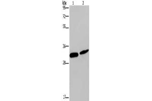 Gel: 10 % SDS-PAGE, Lysate: 40 μg, Lane 1-2: Mouse skin tissue, Hela cells, Primary antibody: ABIN7190808(GJB4 Antibody) at dilution 1/200, Secondary antibody: Goat anti rabbit IgG at 1/8000 dilution, Exposure time: 5 minutes (GJB4 anticorps)