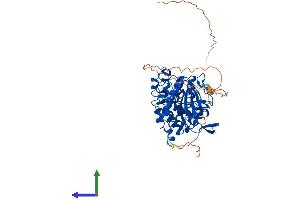 AlphaFold protein structure predicition of Human Recombinant CLK2 Protein, UniprotID P49760
