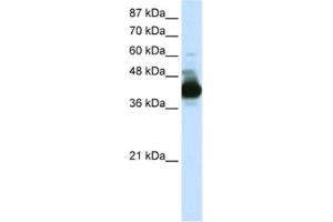 Western Blotting (WB) image for anti-RAE1 RNA Export 1 Homolog (S. Pombe) (RAE1) antibody (ABIN2462090) (RAE1 anticorps)