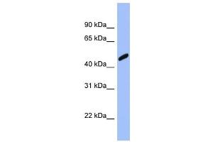 RBBP7 antibody used at 1 ug/ml to detect target protein. (RBBP7 anticorps  (Middle Region))