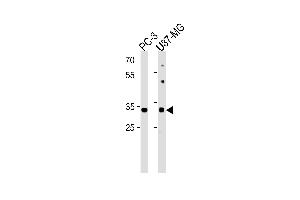 JUN Antibody (T62/S63) (ABIN1881470 and ABIN2838821) western blot analysis in PC-3,U87-MG cell line lysates (35 μg/lane).