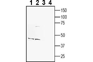 anti-Cell Adhesion Molecule 1 (CADM1) (AA 148-163), (Extracellular) antibody