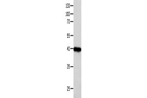Western Blotting (WB) image for anti-Forkhead Box L1 (FOXL1) antibody (ABIN2425893) (FOXL1 anticorps)