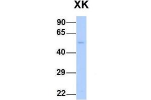 Host:  Rabbit  Target Name:  XK  Sample Type:  Human Fetal Liver  Antibody Dilution:  1. (Membrane transport protein XK (XK) (N-Term) anticorps)