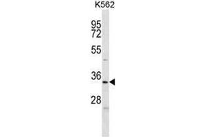 ELAVL2 Antibody (Center) western blot analysis in K562 cell line lysates (35µg/lane).