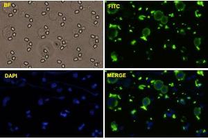 HepG2 cells were stained with CD44-FITC labeled monoclonal antibody (Green). (CD44 anticorps)