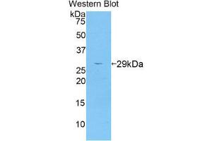 Western Blotting (WB) image for anti-A Disintegrin and Metallopeptidase Domain 6A (ADAM6A) (AA 419-664) antibody (ABIN1857893) (ADAM6A anticorps  (AA 419-664))